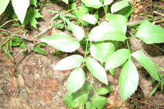Zizia aurea