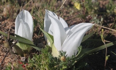 Colchicum capense ciliolatum