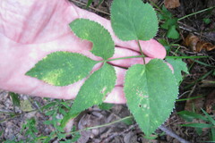 Zizia aurea