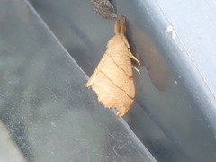 Drepana bilineata