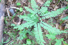 Adiantum pedatum