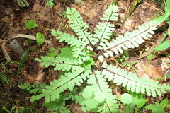 Adiantum pedatum