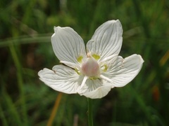 Parnassia palustris