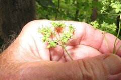 Thalictrum pubescens