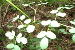 Thalictrum pubescens
