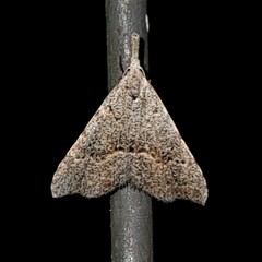 Trigonistis asthenopa