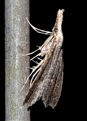 Trigonistis asthenopa