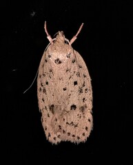 Garrha atripunctatella