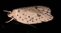 Garrha atripunctatella