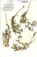 Hypericum sphaerocarpum