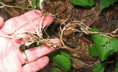 Maianthemum racemosum