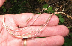 Maianthemum racemosum