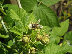 Apis mellifera