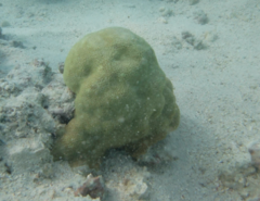 Porites