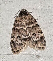 Scaphidriotis xylogramma