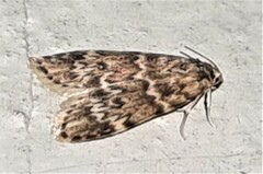 Scaphidriotis xylogramma