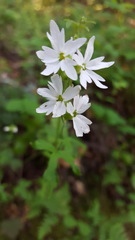 Lithophragma heterophyllum