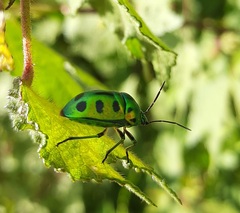 Chrysocoris purpureus