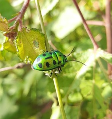 Chrysocoris purpureus