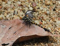 Paragomphus capricornis