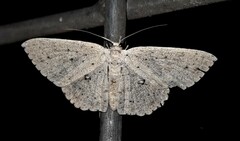 Cyclophora turneri