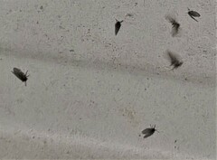 Clogmia albipunctata