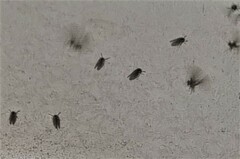 Clogmia albipunctata