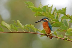 Alcedo atthis