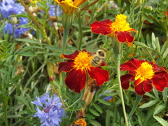 Bombus veteranus