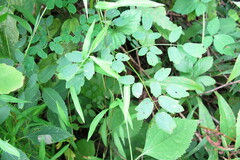 Thalictrum pubescens