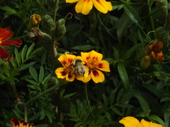 Bombus veteranus