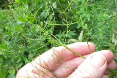 Thalictrum pubescens