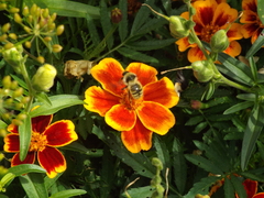 Bombus veteranus