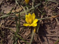Nothoscordum dialystemon