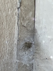 Tegenaria ferruginea