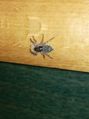 Menemerus semilimbatus