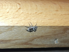 Menemerus semilimbatus