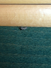 Menemerus semilimbatus