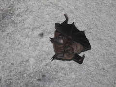 Rhinolophus nippon