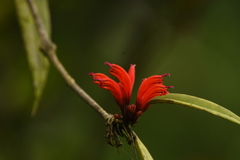 Aeschynanthus