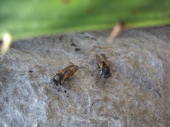 Brachygastra lecheguana