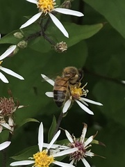 Apis mellifera