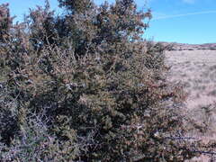 Searsia burchellii