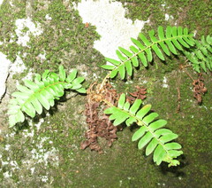 Polystichum acrostichoides
