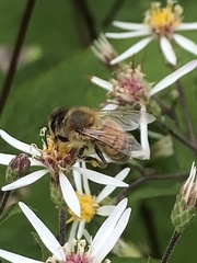 Apis mellifera