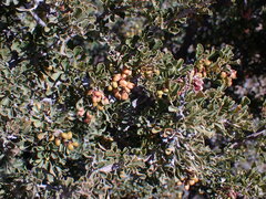 Searsia burchellii