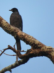 Gymnoderus foetidus