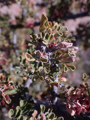 Searsia burchellii
