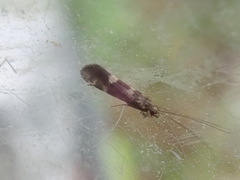 Hydropsychoidea