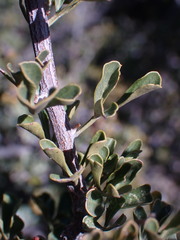 Searsia burchellii